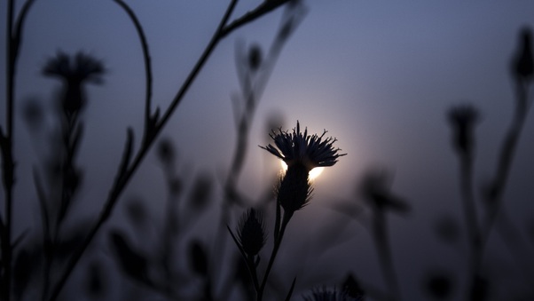 flora-flower-focus-blur-5k-qn.jpg