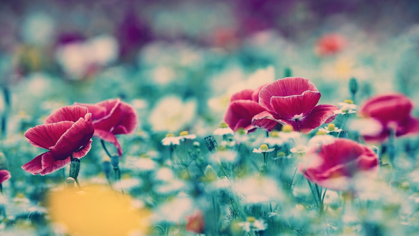 Flower Blur Wallpaper