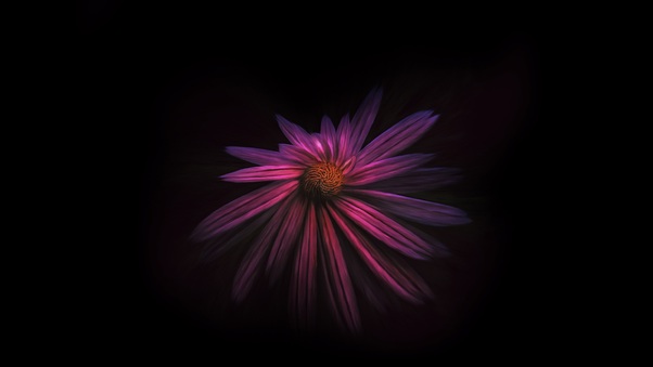Flower Dark Background 4k Wallpaper