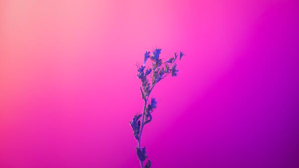 Flower Pink Purple 5k Wallpaper