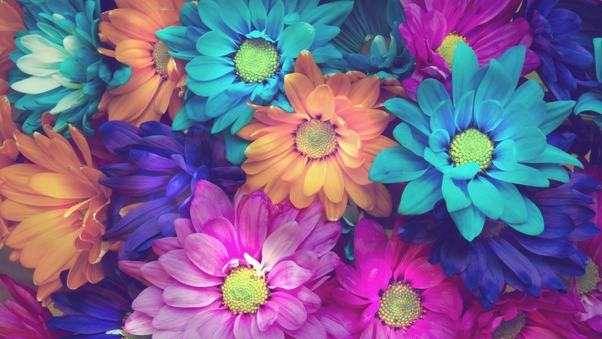 Flowers Colorful Petals Wallpaper