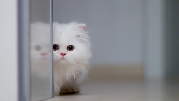 fluffy-cat.jpg