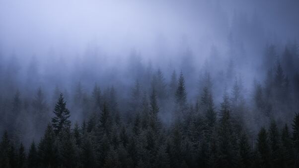 Fog Dark Forest Tress Landscape 5k Wallpaper