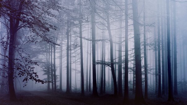 Fog Forest Morning 4k Wallpaper