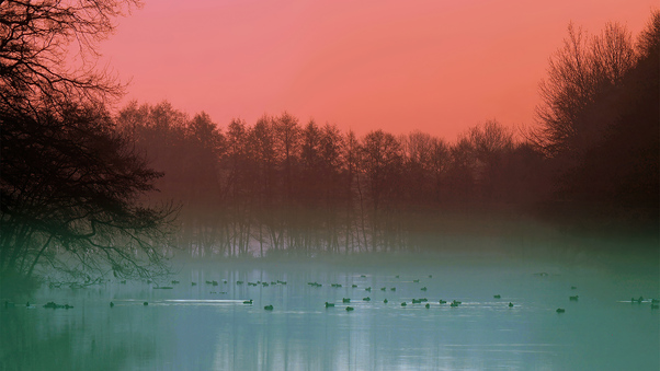 Fog Lake Duck Evening 4k Wallpaper