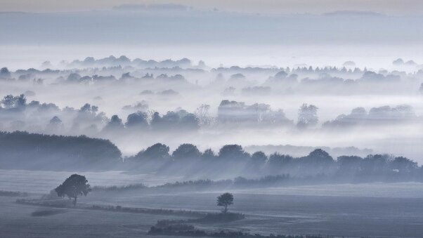 Fog Trees Wallpaper