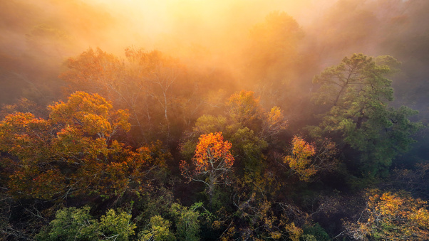 Foggy Morning Houston Trees Wallpaper