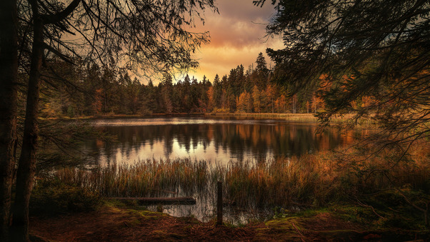 Forest Lake Landscape Wallpaper