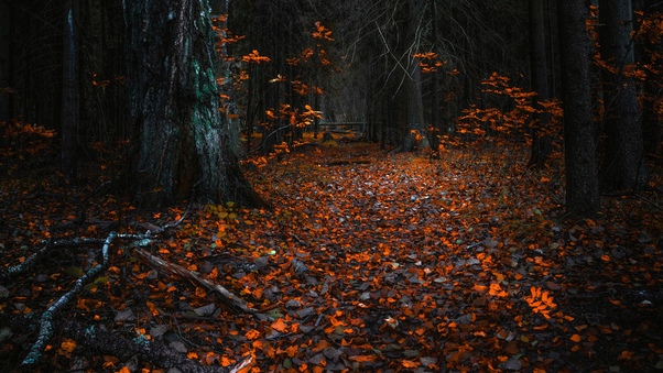 Forest Leaves Autumn 8k Wallpaper