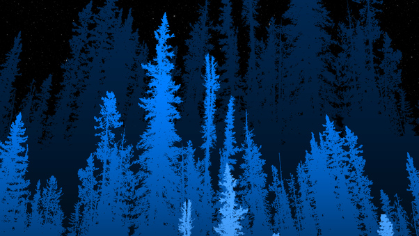 Forest Long Blue Trees 4k Wallpaper