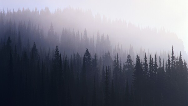 Forest Mist Wallpaper