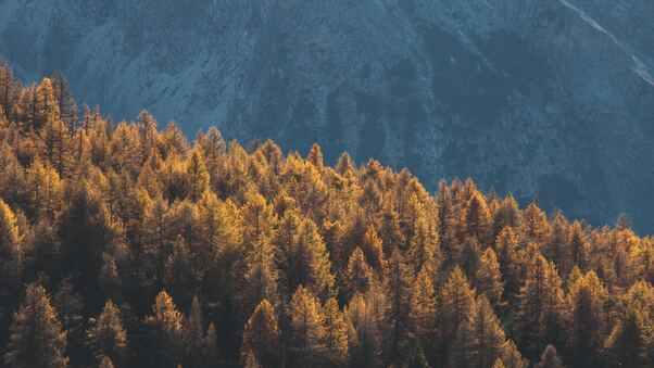 Forest Mountains Trees Tops Coniferous 4k Wallpaper