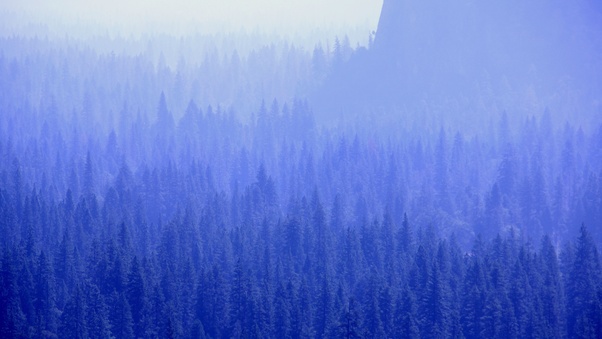 Forest Trees Blue Tone 5k Wallpaper