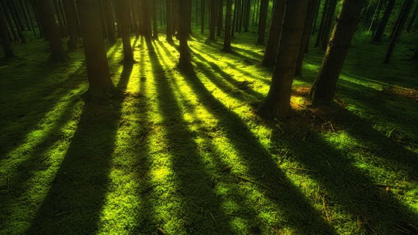 Forest Trees Sunbeam Wallpaper