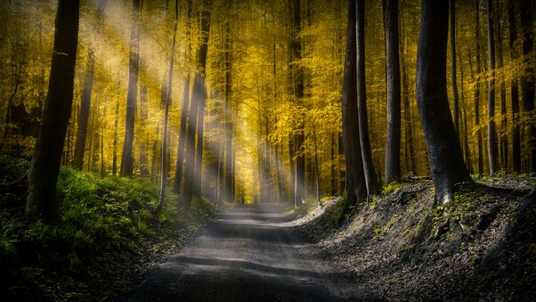 Forests Roads Rays Of Light 5k Wallpaper