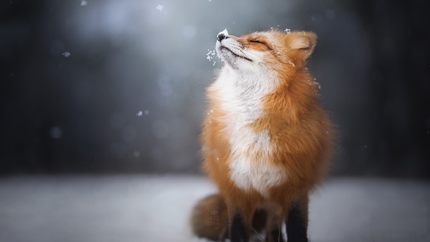Fox Enjoying Snowfall Wallpaper