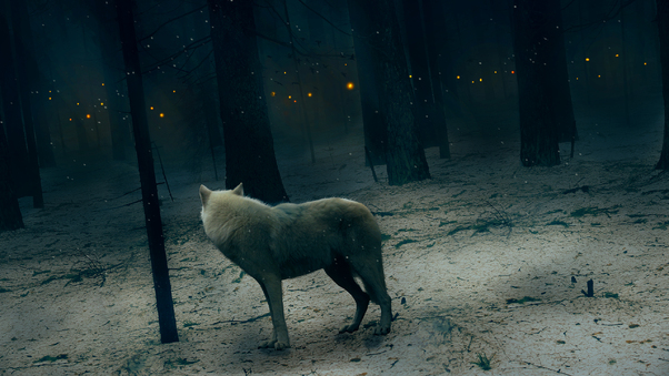 Fox In Dark Forest Wallpaper