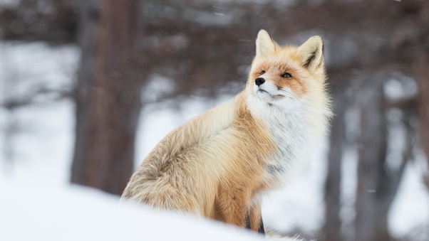 Fox In Snow 5k Wallpaper
