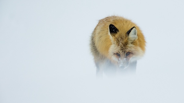 Fox In Winter Wallpaper