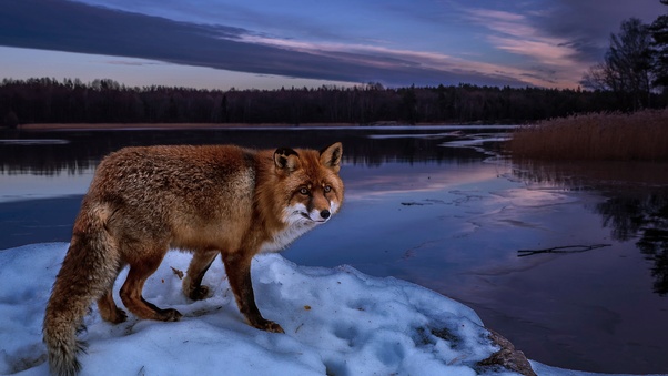 Fox On Lake Wallpaper