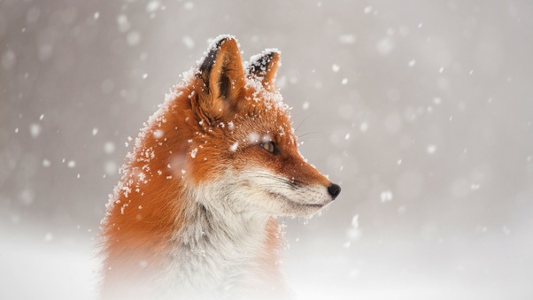 Fox Snow Wallpaper