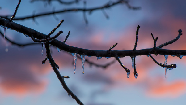 Frozen Ice Melting On Tree Branch 8k Wallpaper