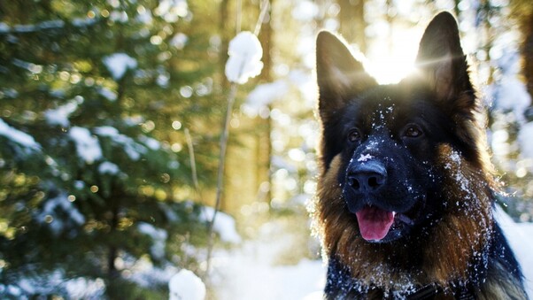 German Shepherd In Snow Wallpaper