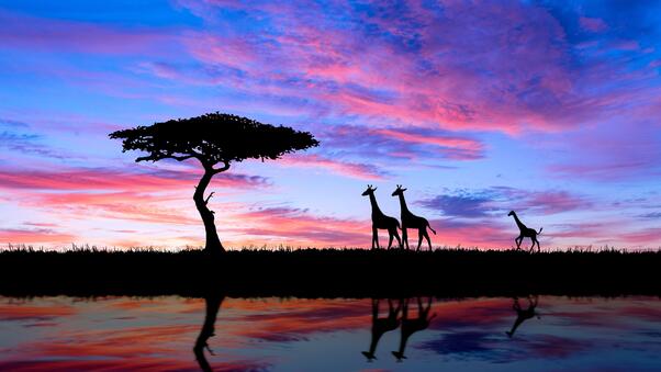 Giraffe Evening Silhouette 4k Wallpaper