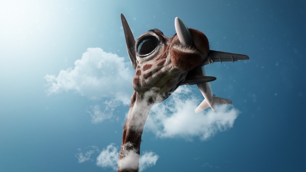 Giraffe Passing Plane Wallpaper