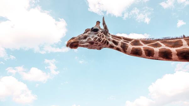 Giraffe Under Blue Sky 5k Wallpaper