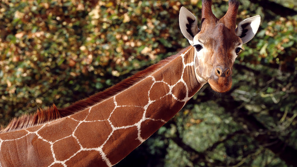Giraffee 5k Wallpaper
