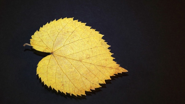 Gold Leaf Wallpaper