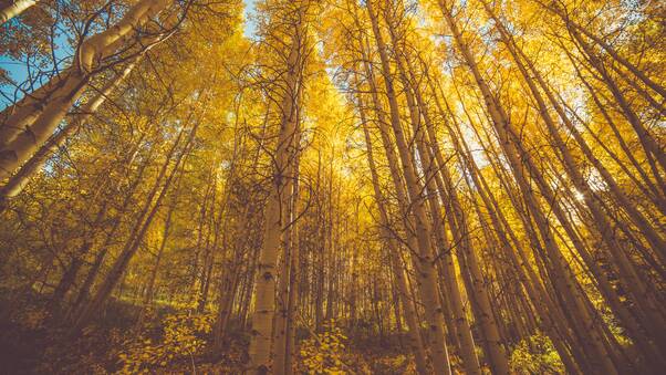 Golden Fall Season Forest 5k Wallpaper