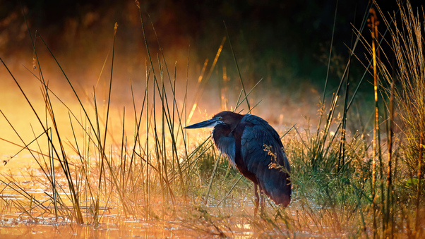 Goliath Heron Kruger National Park South Africa Wallpaper