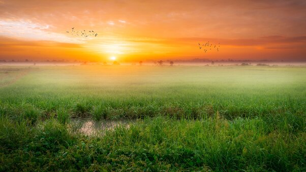 Grass Fog Sunrise Morning 4k Wallpaper