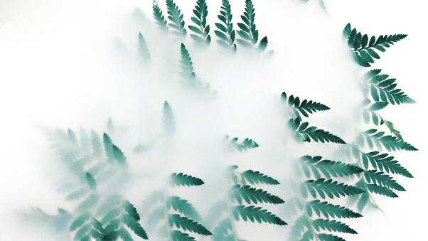Green Leaf Plants Fog 4k Wallpaper