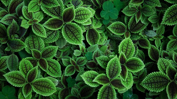 Green Leaves 5k Wallpaper