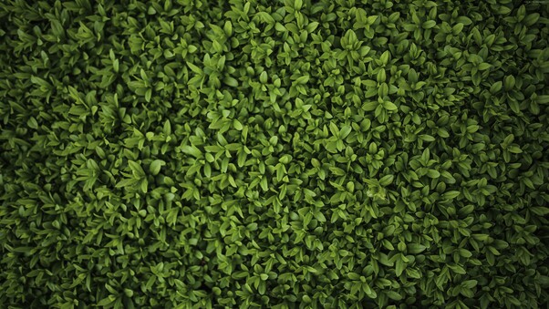 Green Plants Leaves 5k Wallpaper