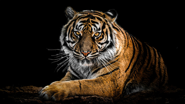 Guardian Of The Jungle (3000x2000) Resolution Wallpaper