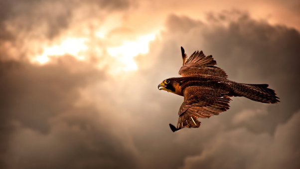 Hawk Flying In Sky 4k Wallpaper