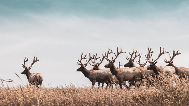 Herd Of Deer Wallpaper