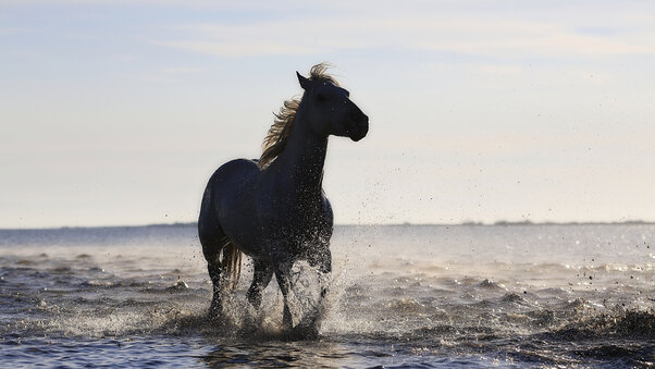 Horse Running On The Beach 4k 5k Wallpaper