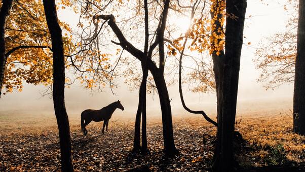 Horse Sunlight Forest Photography 5k Wallpaper
