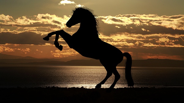 Horse Sunset Sea Light Reflections 5k Wallpaper