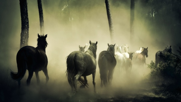 Horses Group Running 5k Wallpaper