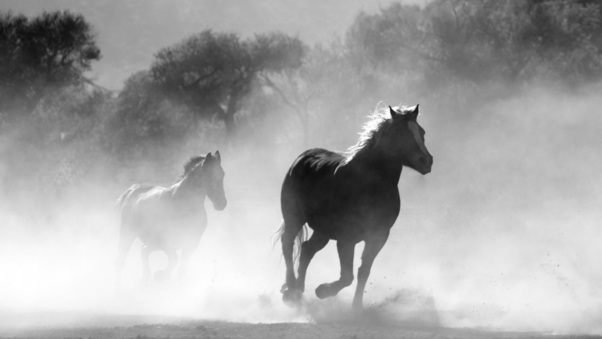 Horses Running Dust Monochrome 4k Wallpaper