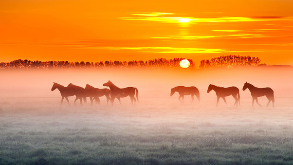 Horses Sunset 4k Wallpaper