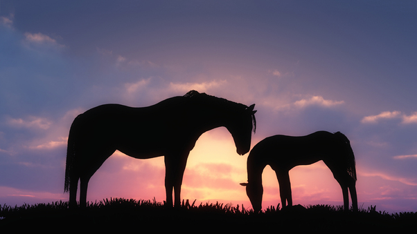 Horses Sunset Wallpaper
