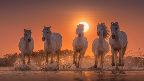 Horses White Angels Of Camargue Wallpaper