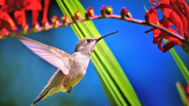 Hummingbird Bird Wallpaper